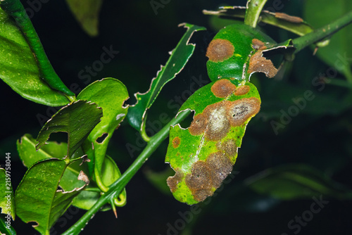 Citrus leaves suffering from disease and insect damage