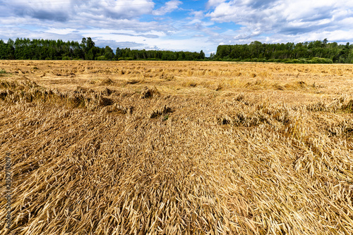 Konstfotografi Extensive area of ripe wheat flattened and lodged across an agricultural field beneath a cloudy summer sky