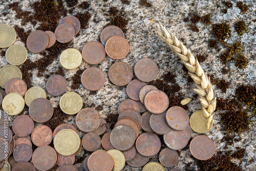 Konstfotografi Euro cent coins scattered on a rough mossy stone surface beside a ripe wheat ear, illustrating the connection between money and agriculture