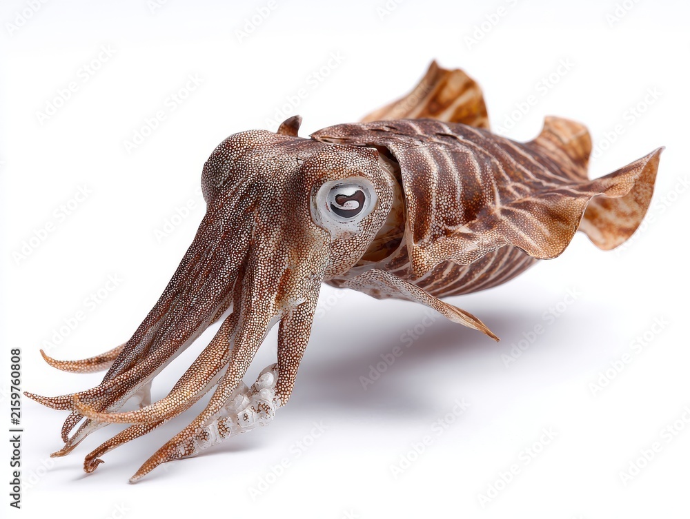 Obraz premium Close Up Detailed Cuttlefish Isolated On Clean White Background With Natural Brown Texture Pattern