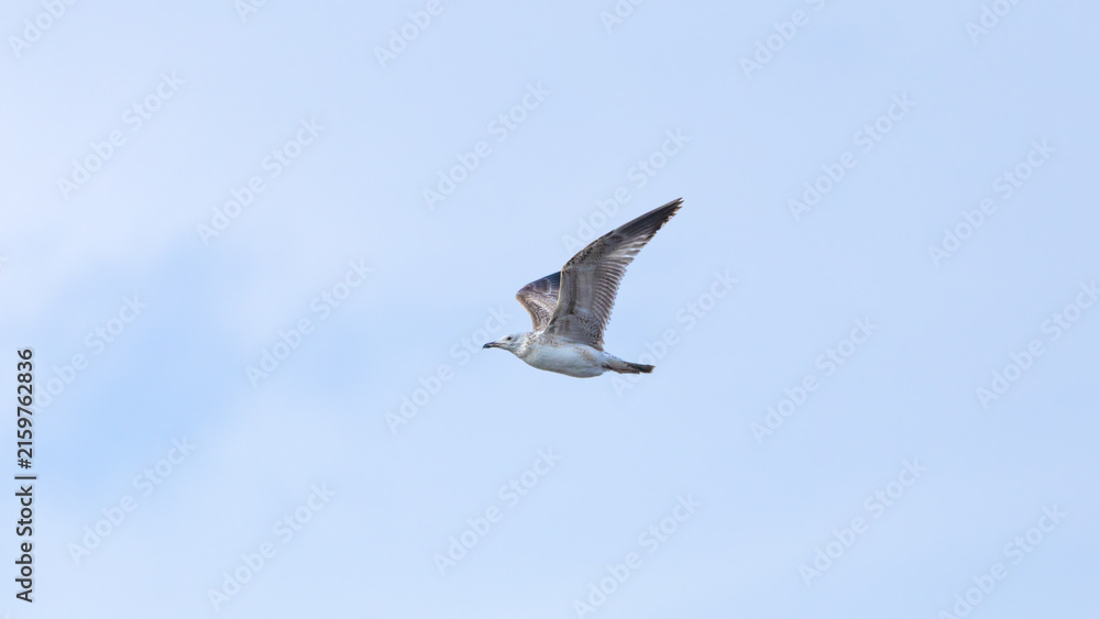 Obraz premium Gull in Flight Against Blue Sky