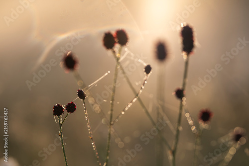 Fotografie Burnet flowers entangled in a dewy spiderweb in golden morning light with copy s