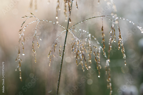 Hanging grass seeds covered in morning dew drops in golden morning light with beautiful bokeh and copy space