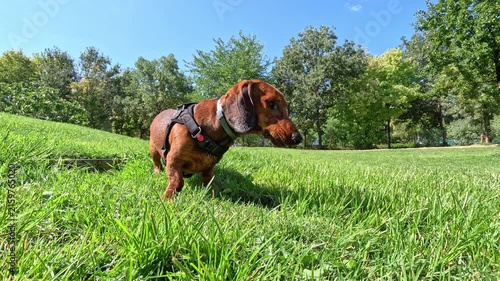 A purebred brown dachshund dog eats food on a green grass lawn in a park and starts searching the ground for more
