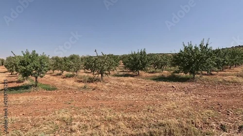 Two olive groves in rows with dry grass on the ground, one with younger trees, from the window of a moving car on a country road
