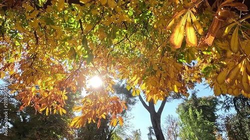 Sunlight pours through the branches of a tall chestnut tree in a forest, highlighting its green and yellow autumn leaves against a backdrop of blue sky and creating a warm, tranquil atmosphere
