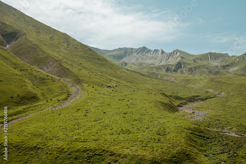 Photography Summer landscape of the Caucasus mountains with a green valley, grazing animals,