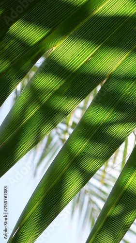 Vertical video of close-up of a green palm leaf backlit, creating a beautiful natural moving background
