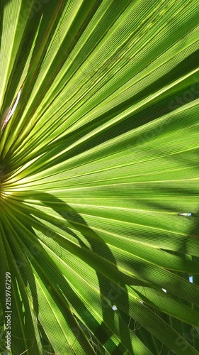 Vertical video of a close-up detail of a green palm leaf seen from below, backlit by sunlight and creating a vibrant and moving natural background

