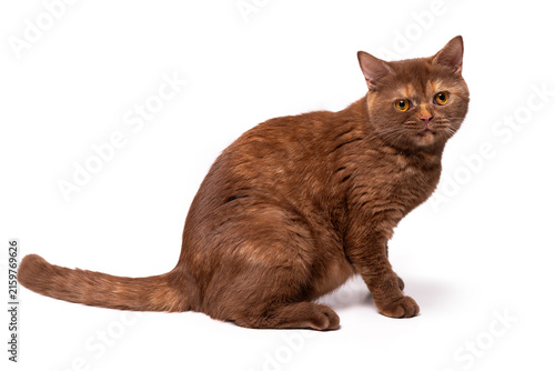 Cinnamon British Shorthair cat. Isolate