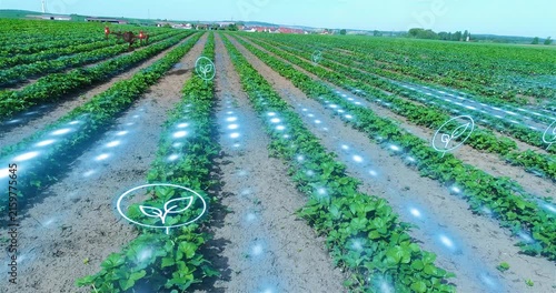 Autonomous Drones Monitoring Agricultural Field with AI Precision Farming Technology. Smart Farming Drones Scanning Crop Rows for Precision Agriculture Analytics