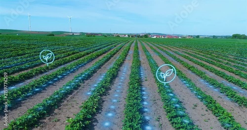 Precision Agriculture Field Monitoring with Digital Crop Analytics Interface. Digital Agriculture Visualization for Precision Crop Management.