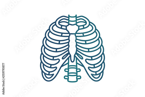 фотографія Human Rib Cage Vector Illustration