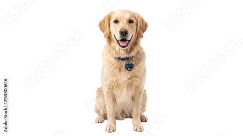Golden Retriever dog sitting isolated on a transparent background