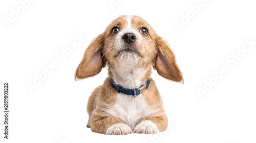 Adorable brown rescue puppy wearing blue collar isolated on transparent