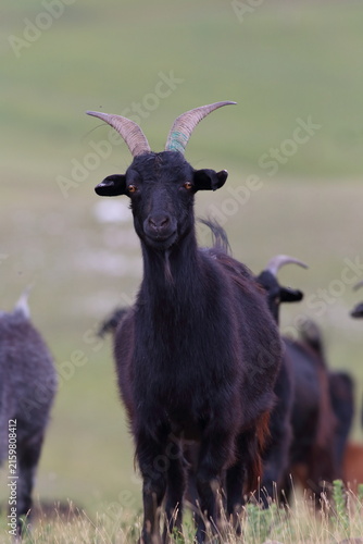 Black Mongolian Goat Standing in a Herd on the Steppe in Arkhangai Province