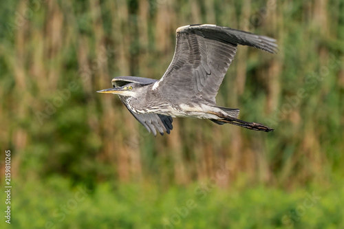 Obraz na plátně Grey heron (Ardea cinerea) in flight.