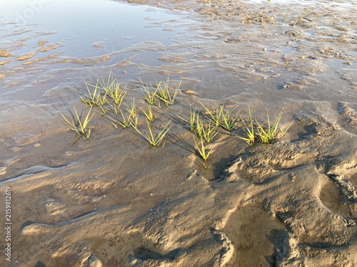 Gräser  / Wasserpflanzen im niedersächsischen Wattenmeer der Nordsee vor Cuxhaven bei Ebbe