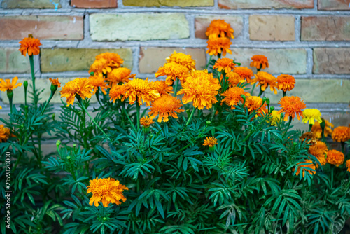 Bright orange marigolds bloom in the garden against the backdrop of an old brick wall.