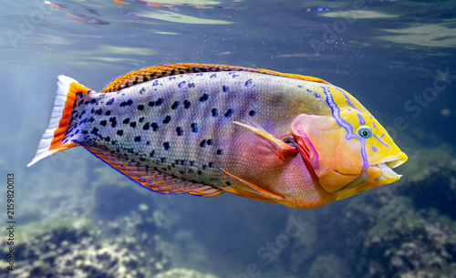 Close-up view of a Queen coris (Coris formosa) 