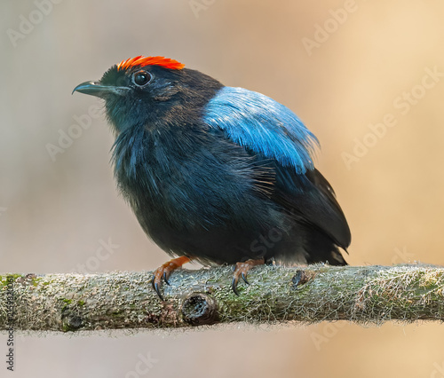 Close-up view of a male Blue-backed manakin (Chiroxiphia pareola)