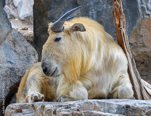 Close-up view of a Golden takin (Budorcas bedfordi)