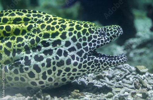 Close-up portrait view of a laced moray (Gymnothorax favagineus)