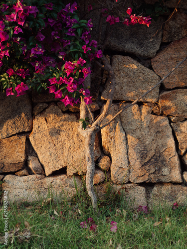 Fotografie Magenta bougainvillea cascading over ancient granite dry stone wall with gnarled