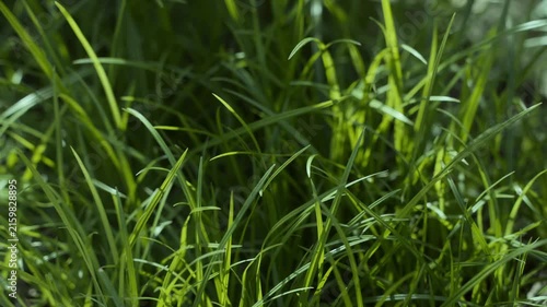 Green Grass in Sunlight