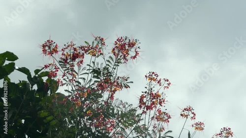 Red Flowers Under Cloudy Sky Before Rain