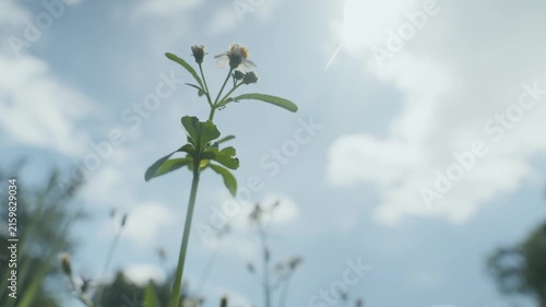 Small Flowers with Blue Sky and Clouds