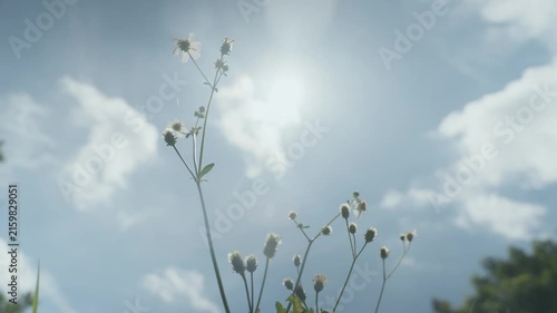 Small Flowers with Blue Sky and Clouds