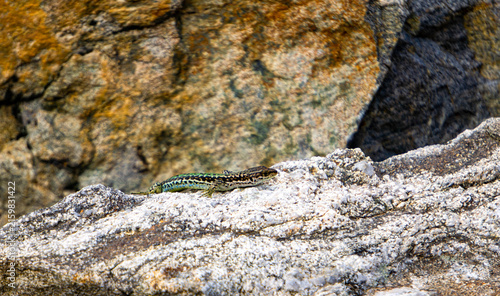 Canvas Print Colorful lizard basking on lichen-covered granite rock