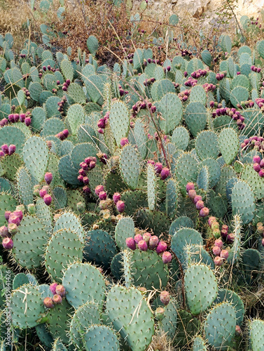 Figues de Barbarie sur un cactus