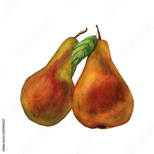 Two ripe pears, a watercolor illustration for packaging, tableware, textiles, and greeting cards