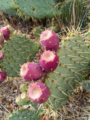 Figues de Barbarie sur un cactus