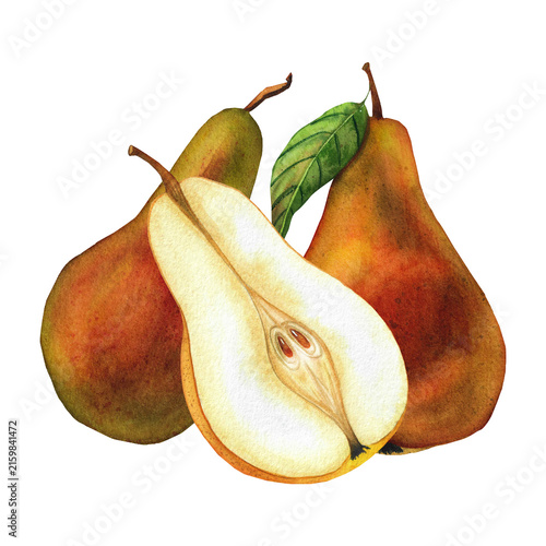A watercolor illustration with pears, a hand‑drawn drawing for packaging, design, tableware, and textiles
