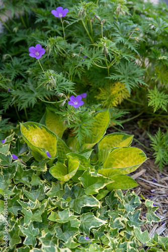Фотография Massif de plantes vivaces ornementales associant un géranium vivace portant de petites fleurs violettes, un Hosta (au centre) et un lierre panaché (au premier plan) formant un couvre-sol lumineux