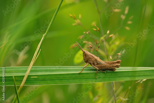 Quadro su tela A brown grasshopper resting on a vibrant green blade of grass in a sunlit meadow, with a soft blurred nature background
