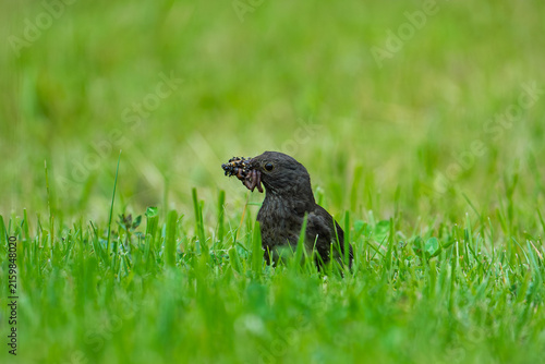 Принти на полотні A small dark wild bird stands in a lush vibrant green grass field, holding a mouthful of worms in its beak to feed its chicks in the spring