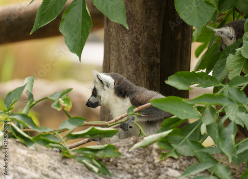 Fotografía Ring tailed lemur bodyside profile maintaining territorial positioning in zoo environment