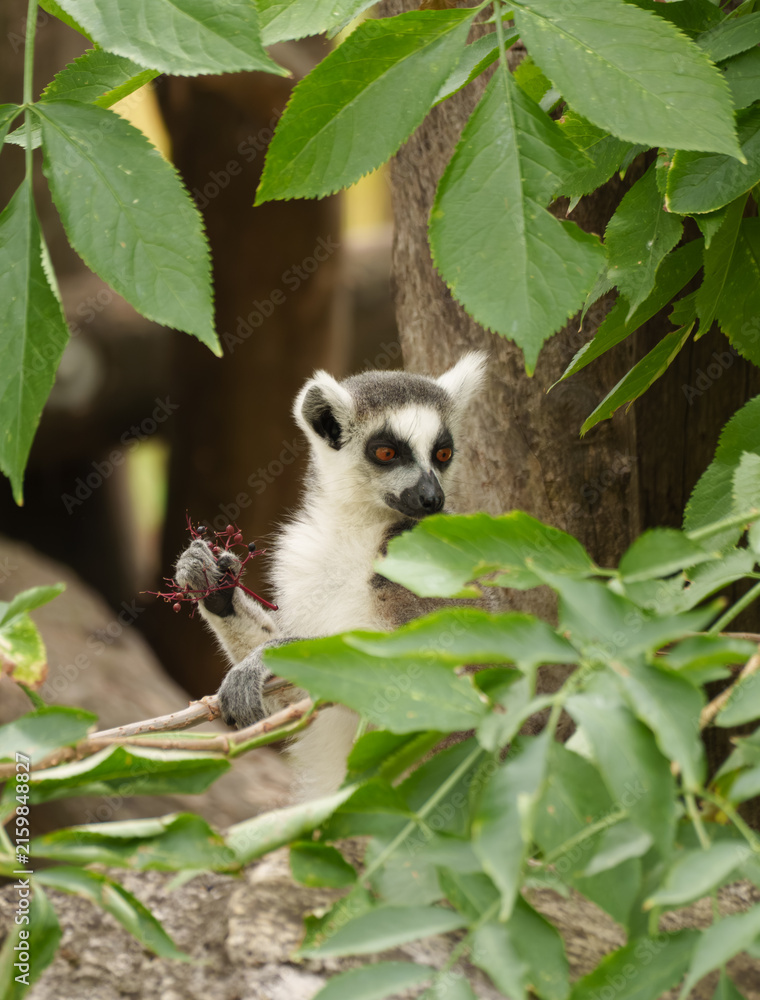 Naklejka premium Ring tailed lemur bodyside profile eating berries and coordinating visual intake behavior in the zoo enclosure.