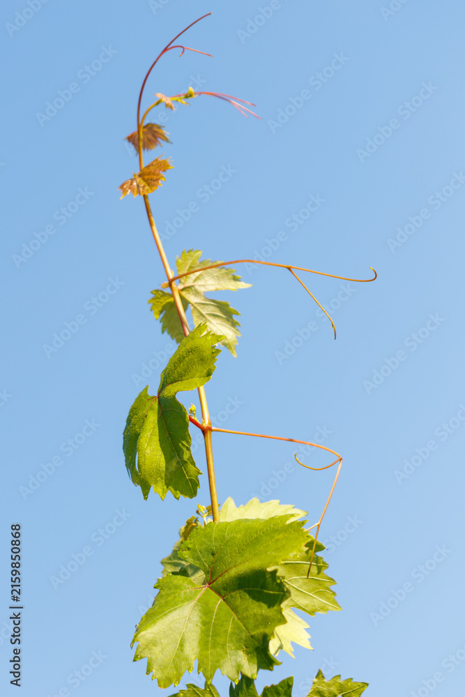 Naklejka premium Grapevine shoot rises against clear blue sky