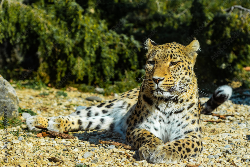 Obraz premium Close up portrait of leopard (Panthera pardus)