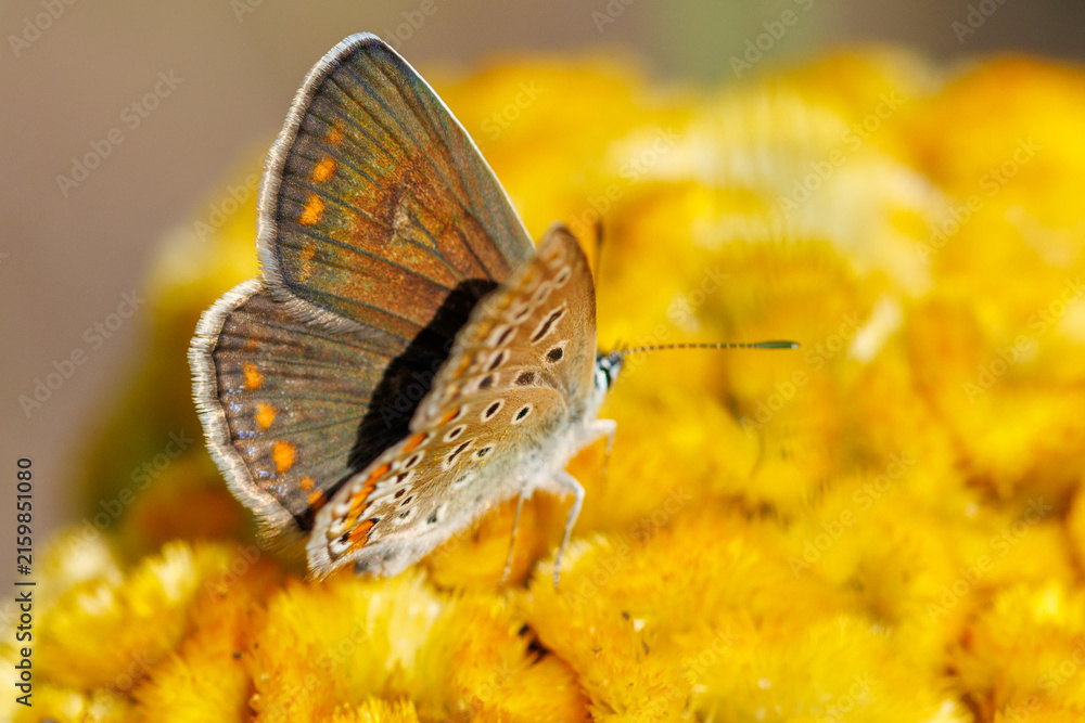 Fototapeta premium Butterfly perches on bright yellow flower cluster