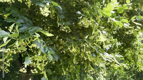 Close up of green foliage of a linden tree with clusters of small yellow flowers