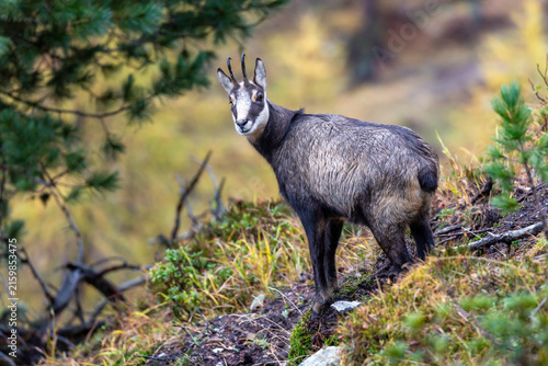 Canvastavla Tatra chamois standing on grass slope in autumn nature