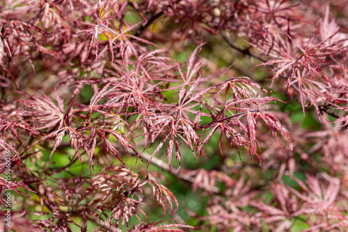 Les jeunes pousses rouge vif et finement découpées d'un érable du Japon (Acer palmatum) en plein soleil au printemps. Les feuilles sont d'une couleur rouge rubis ou pourpre très lumineuse.