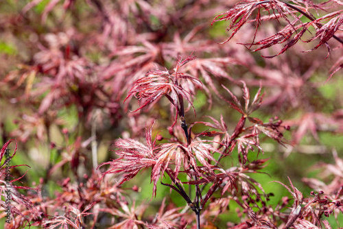 Les jeunes pousses rouge vif et finement découpées d'un érable du Japon (Acer palmatum) en plein soleil au printemps. Les feuilles sont d'une couleur rouge rubis ou pourpre très lumineuse.