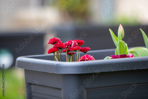 Des pâquerettes des jardins (Bellis perennis), plus précisément des variétés horticoles à fleurs pomponnettes rouges, cultivées dans une grande jardinière grise.